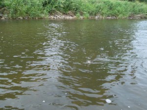 downstream chub