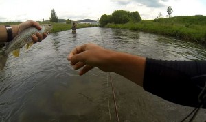 nice grayling vah river fly fishing
